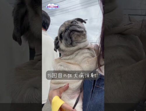 15回目の狂犬病注射💉　Pug has received its 15th rabies vaccination.