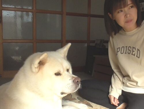 【秋田犬ゆうき】一段落したママがお部屋にやって来たので甘えたい犬たちだけで独占する【akita dog】