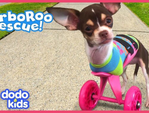 Little Dog With No Front Legs Gets The Tiniest Set of Wheels | Animal Videos For Kids | Dodo Kids