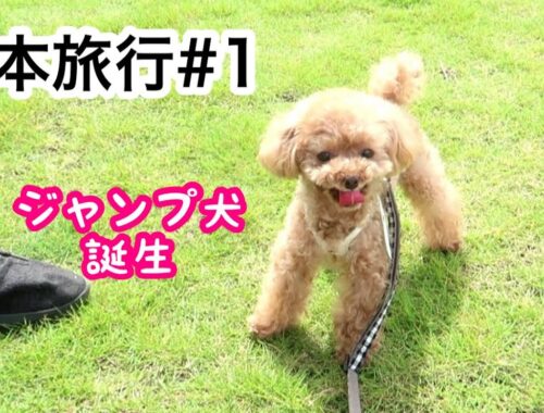 旅行先でジャンプ犬になったティーカッププードルがかわいいｗ【阿蘇 小笠原】【トイプードルのコロン】