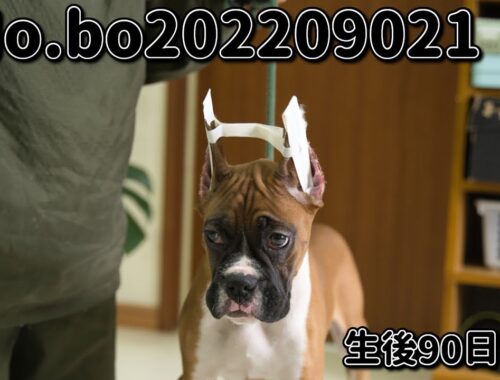 ボクサー犬の子犬販売 No.bo202209021 静岡県浜松市のブリーダー 2022年9月2日生 12月1日現在