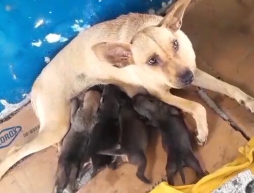 Her 7 Newborn Puppies Haven't Opened Eyes But The Owner Abandonded Them Even She Cried Begging...