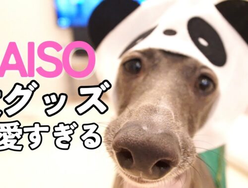 【イタグレ】DAISO犬グッズが似合いすぎる愛犬！
