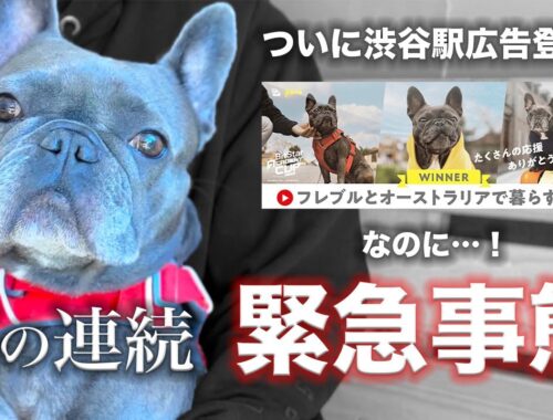 嘘でしょ…？愛犬と涙のお別れ…なのに緊急事態で渋谷駅広告が見れない⁉️【🇦🇺→🇯🇵】