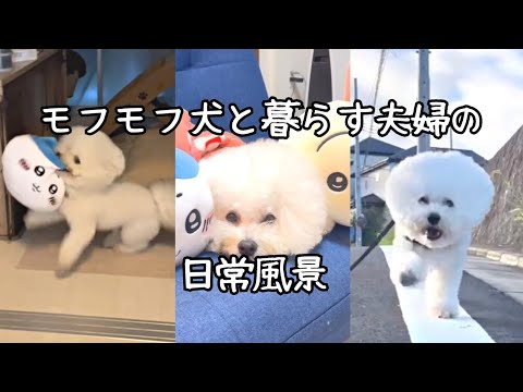 【vlog 】モフモフ犬と暮らす夫婦の日常【ビションフリーゼ】