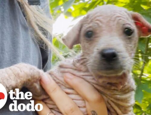 Hairless Puppy Has The Most Beautiful Coat Now | The Dodo