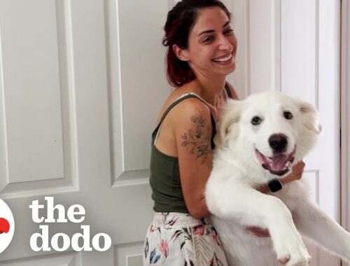 Woman's Rescue Dog Doesn't Know How Big He Is | The Dodo
