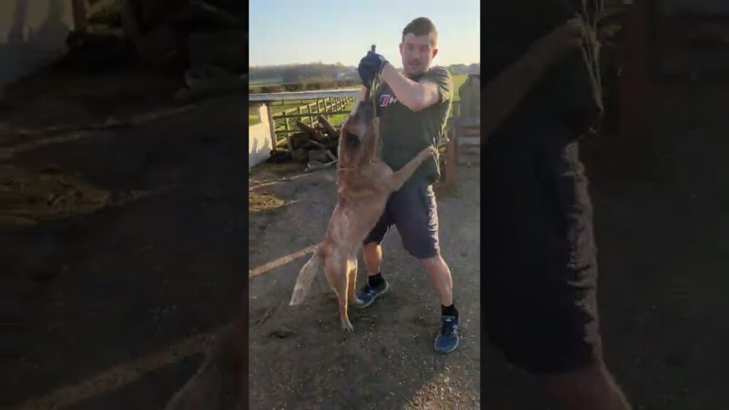 Australian Cattle Dog Bite Force Cattle dog powerful Bite and determination. Cattle dog training Australian Cattle Dog Bite Force Cattle dog powerful Bite and determination. Cattle dog training