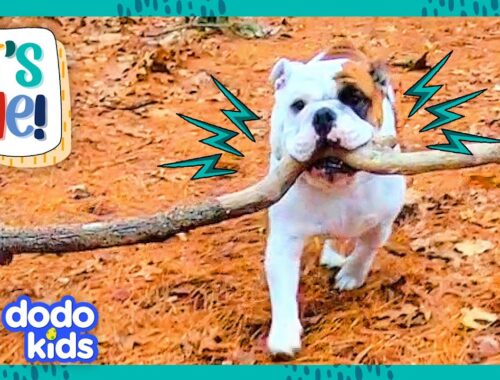 This Dog Won’t Give Up The Most Perfect Stick In The World | Dodo Kids | It’s Me!