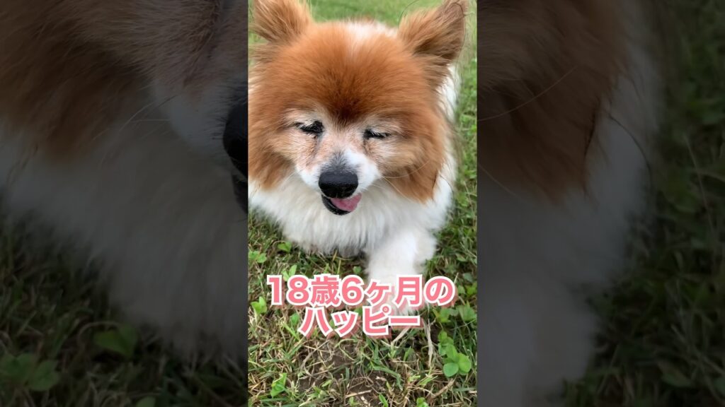 昔から仲良しの18歳6ヶ月のお友達 #shorts