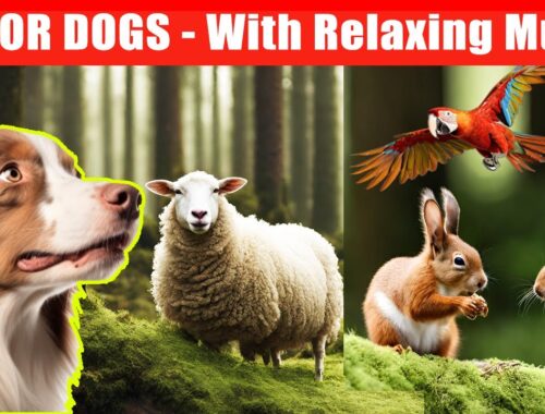 Dog TV: Anti-Anxiety TV With Calming Music for Dogs - Relax your Pet When Home Alone (12 Hours)