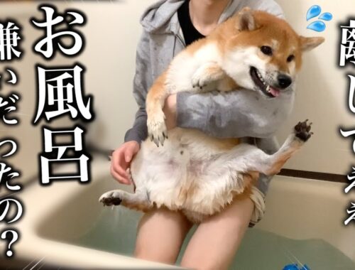 初めてのお風呂に挑戦したら大パニックになった柴犬が可愛すぎました..【お店は大丈夫なのに.,,】