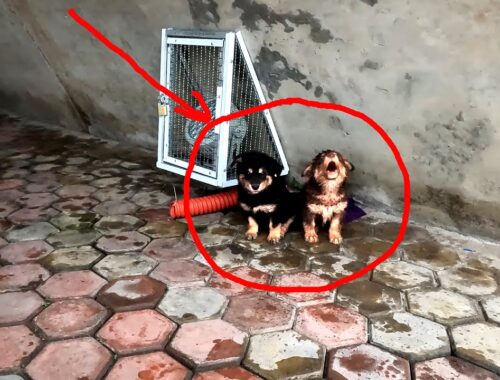 I Found Two Puppies Under a Bridge During Heavy Rain