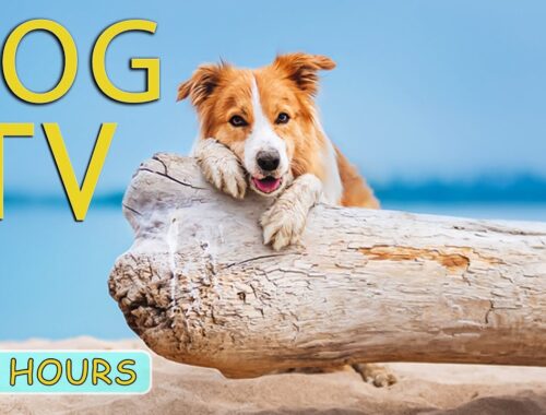 DOG TV: Videos Help your Dog Calm Down and Relax While You're Away - 24 Hours Calming Music for Dogs