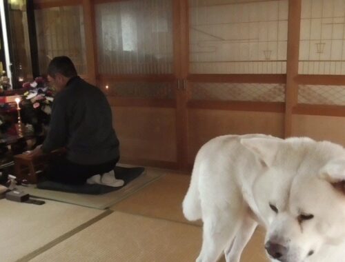 【秋田犬ゆうき】飼い主が毎朝仏壇に唱えるお経がイマイチなので正しい声量を教えてあげる【akita dog】