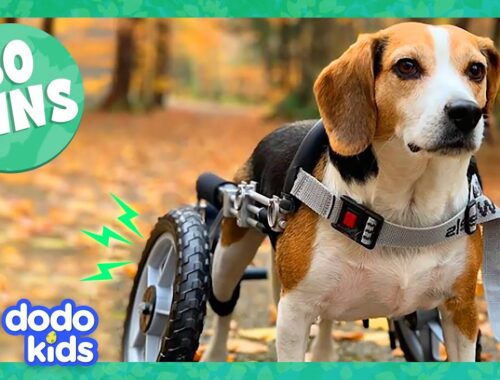 30 Minutes Of Dogs And Cats Being Ridiculous And Cute | Dodo Kids | Animal Videos For Kids