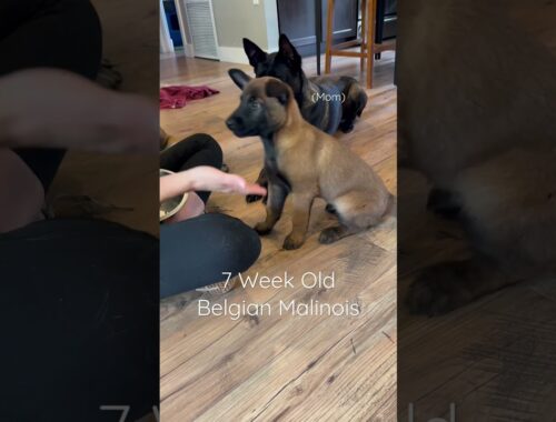 Malinois Puppy Training 7 Weeks Old Belgian Malinois
