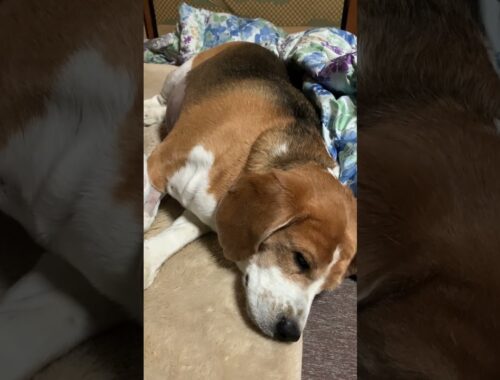 【眠たい犬】マジで寝ん寝する5秒前の眠たそうなビーグル犬はこうなります