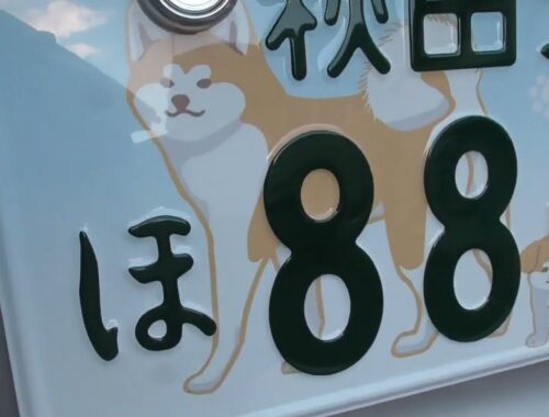 【秋田犬ゆうき】とてもかわいい秋田犬ナンバーになりました♪ので公園までドライブして来ました【akita dog】
