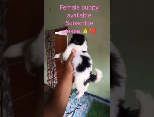 suzu puppy's available  || locality Hyderabad contact number:-951519 8954
