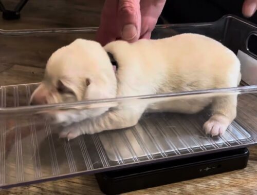 Poopiest Weigh In on Record! Lab Puppies at 9 Days Old