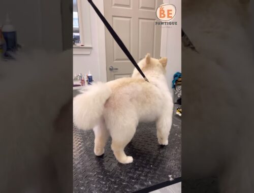 Pomeranian hairstyle I BE Pawtique Model : @Bao Bao