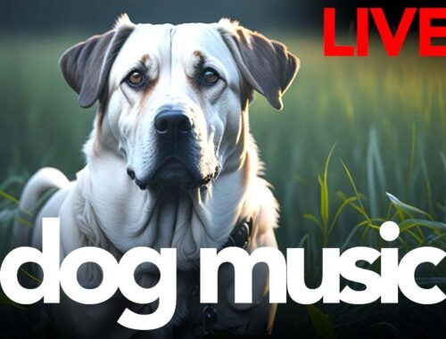Dog Music LIVE - Soothing Sleep Sounds for Dogs - Gentle Relaxation Songs