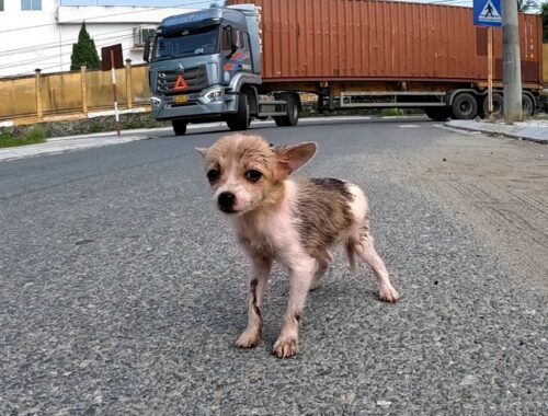 The Tiny Puppy Lost Its Mother Wandering Streets Alone , No one Helps Him