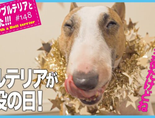ブルテリア/ブルテリアが主役の日！The bull terrier is the star of the day!