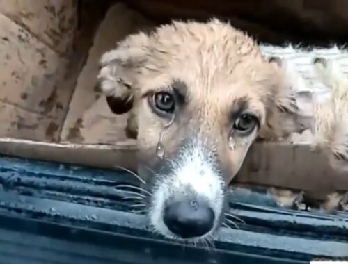 Rescued Poor Puppy Crying for Hours Under Heavy Rain Because His Hands Almost Fell Off