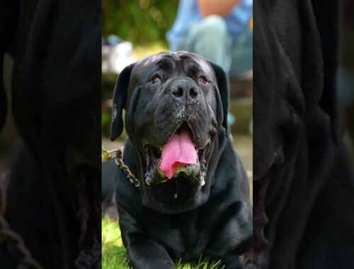 Black Boerboel Super Solid Taste #shorts #boerboels #blackdog
