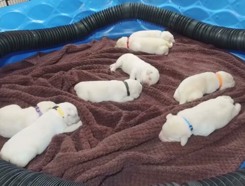Puppy Cam LIVESTREAM!  10 Day old Lab Puppies - CUTE! PART 2 #cutepuppies #puppyvideos #labrador