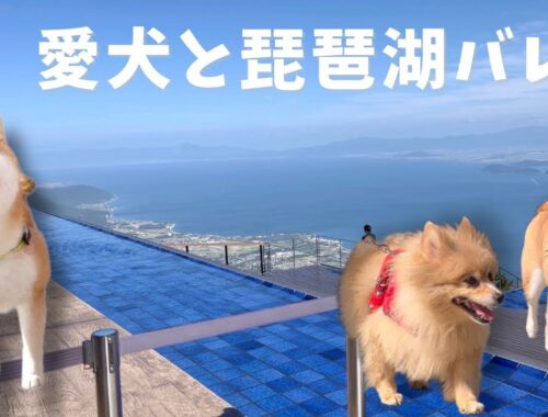 琵琶湖バレイを目指し、日本最速ロープウェイで爆睡しちゃう柴犬兄妹