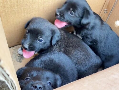 Puppies Were Abandoned Without Teeth And Are Crying For Food. They Miss Their Mother’S Arms.
