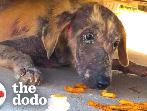 Abandoned Puppy Fought So Hard To Get Better | The Dodo