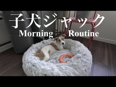 【モーニングルーティン】子犬ジャックラッセルテリアの朝は大忙し / 生後11ヶ月