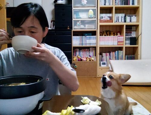 今日のご飯「お鍋と雑炊」【ちょび】【コーギー×ペキニーズ】