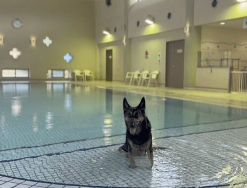 この夏はあまり泳げなかった愛犬が温水プールで1時間泳ぎまくった結果…ｗ