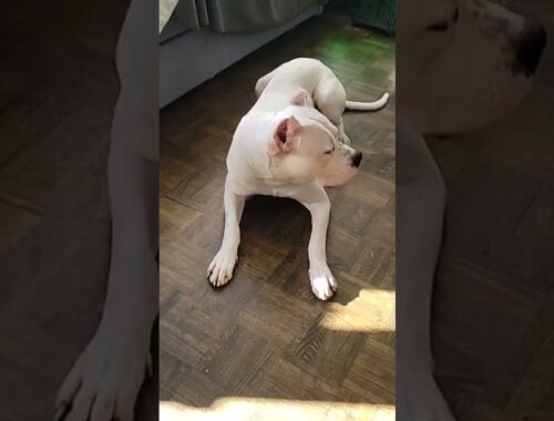 Raw meat eating drooling cute puppy guard dog training #dogoargentino