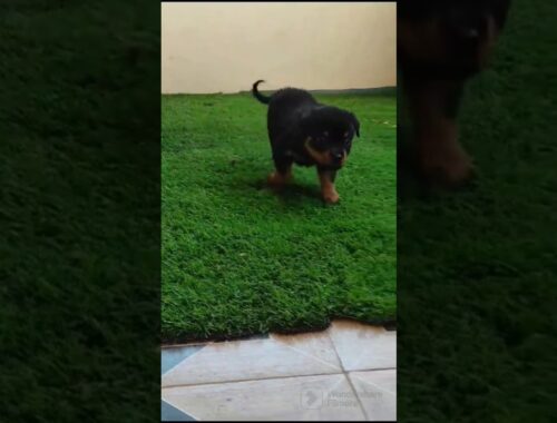 Rottweiler Puppy for sale #shorts #short