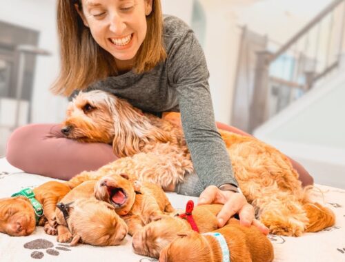 Surprise Delivery: 5 Mini Goldendoodle Puppies Arrive Early and Unexpectedly!