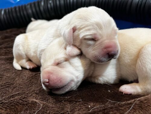 Puppy Cam LIVE STREAM!  6 Day Old Labrador Puppies - PART 3 #cutepuppies #puppyvideos #labrador