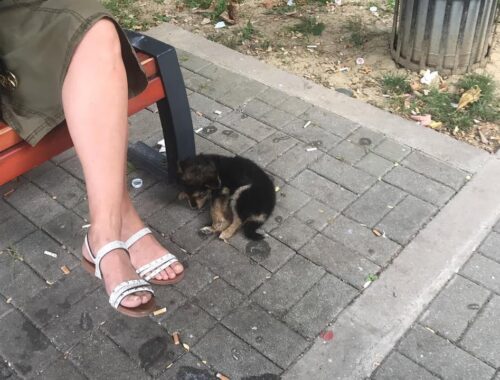 Abandoned puppy laid alone and sadness beside the busy road, hundred passerby but no one help!