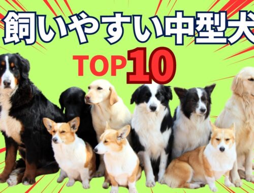 2023年！最も飼いやすい中型犬、人気ランキングトップ10！性格・特徴・注意点を徹底解説