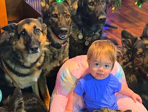 Huge German Shepherds Think Tiny Baby Is Their Puppy | Cuddle Buddies