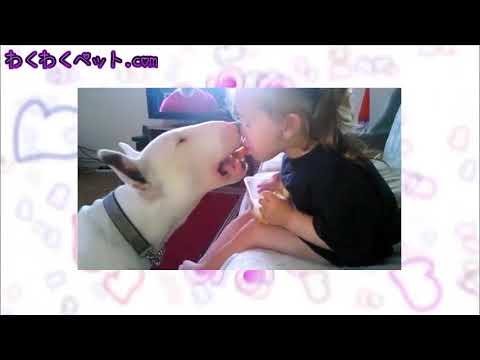 【犬　癒し　かわいい】ブルテリアと赤ちゃんの超キュートで癒される動画　【わくわくペット.com】