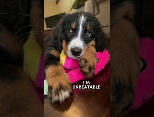 I AM DOGGO | Cute Bernese Mountain Dog Puppy