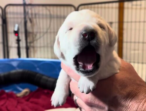 Eye Opening Weigh In - Adorable Lab Puppies at 15 Days