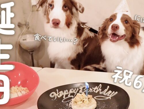 【祝６歳！！】お誕生日で満面の笑みのお姉ちゃん犬とはじめて外食を経験した弟犬が可愛すぎた🎂🎉❤【ボーダーコリー・オーストラリアンシェパード】