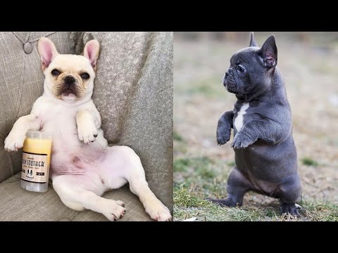 French Bulldog SOO Cute! Funny and Cute French Bulldog Puppies Compilation cute moment #1